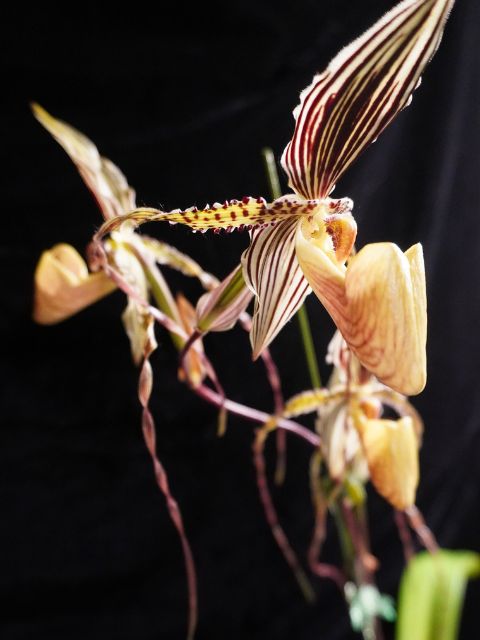 Paphiopedulum St. Swithin in spike or bloom 4"-6" pot