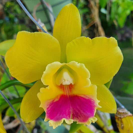 Rth Lemon Drop 'NN'