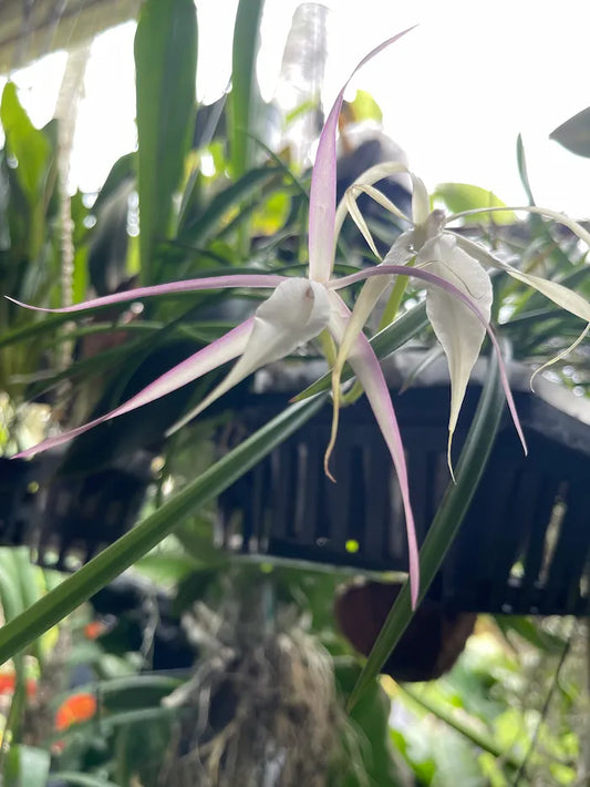 Brassavola Nodosa 'Lucky'