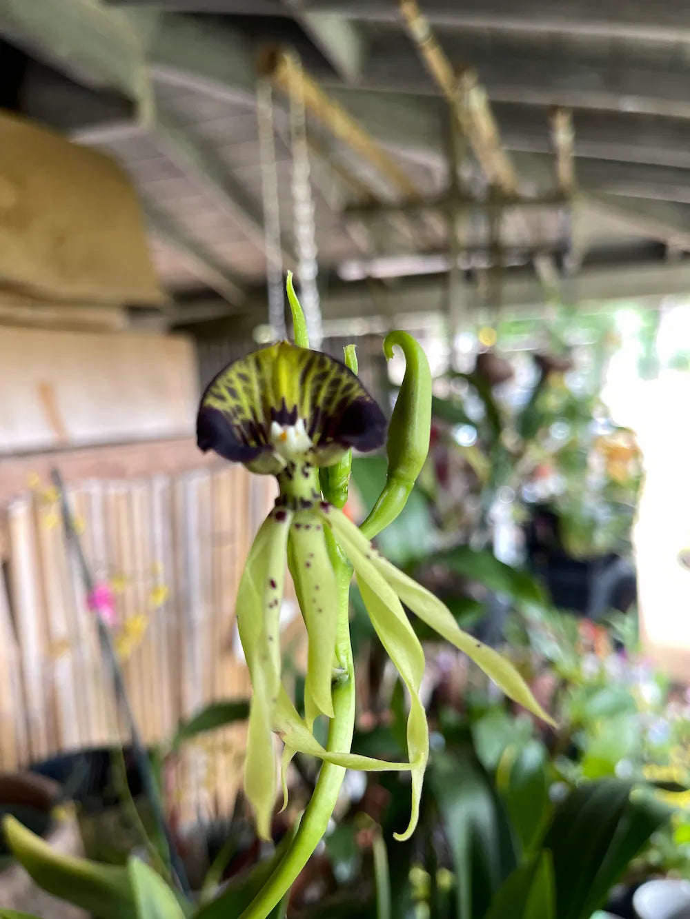 Prosthecea Cochleata in bloom