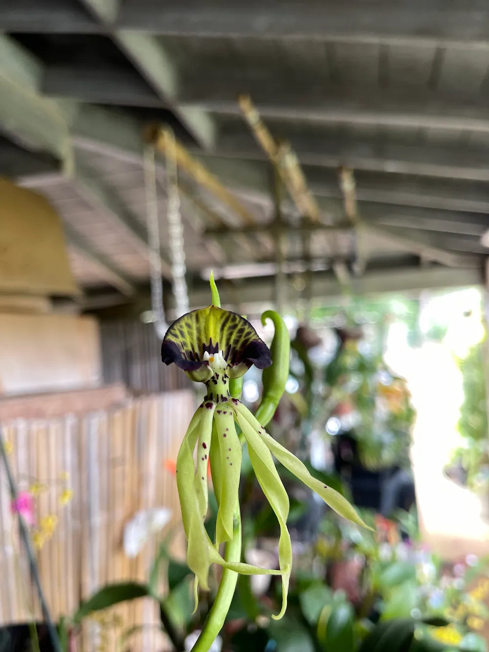 Prosthecea Cochleata in bloom