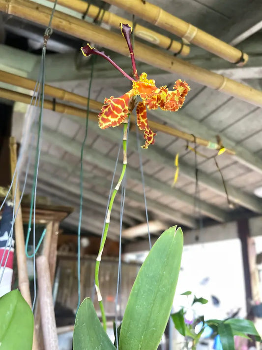 Psychopsis Mariposa in spike