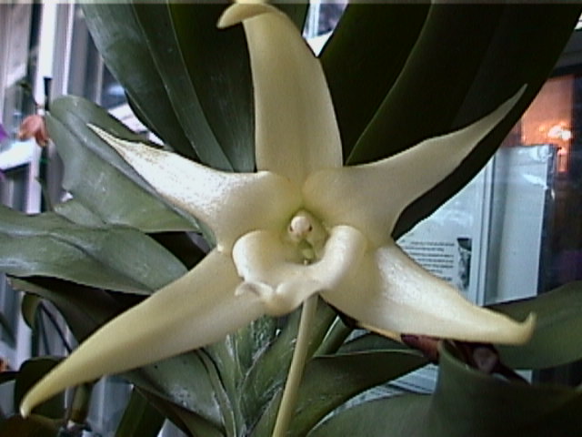 Angraecum sesquapedale inspike