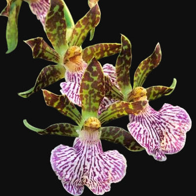 Zygo. mackayi species orchid