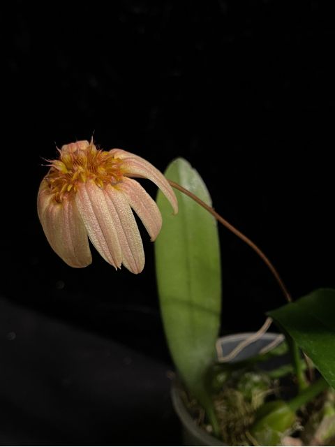 Bulbophyllum lepidum 'Calamantan' x Kampanulatum