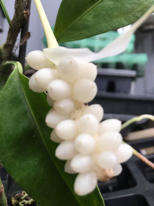 Anthurium, Pearl Anthurium