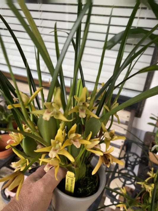 maxillaria tenuifolia (The coconut orchid , smells like coconut!) not currently in bloom.3"-4" pot (Yamada variety) (Copy)