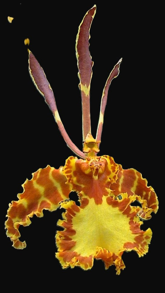 Psychopsis 'Mariposa'