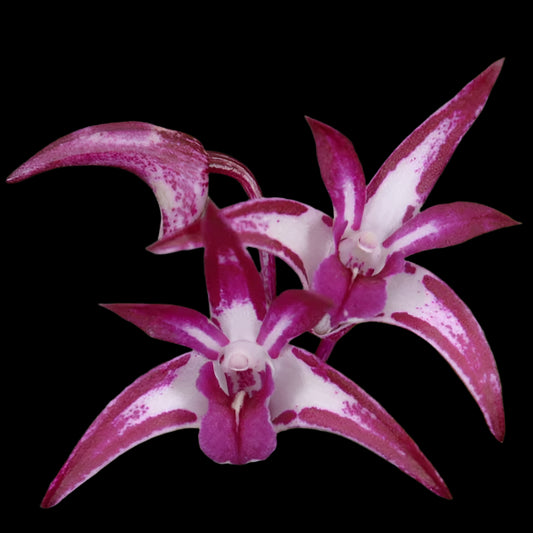 Den. Purple Zip x King Zip 'Red Splash' AM AOS