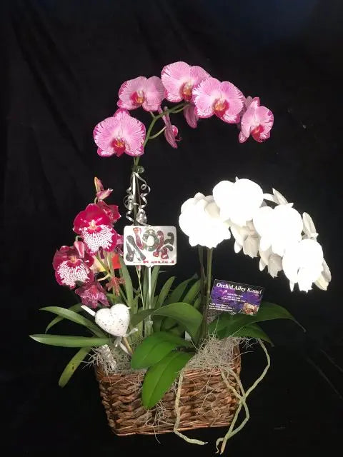 Gift Basket Triple Orchid Gift Basket (shipping included)